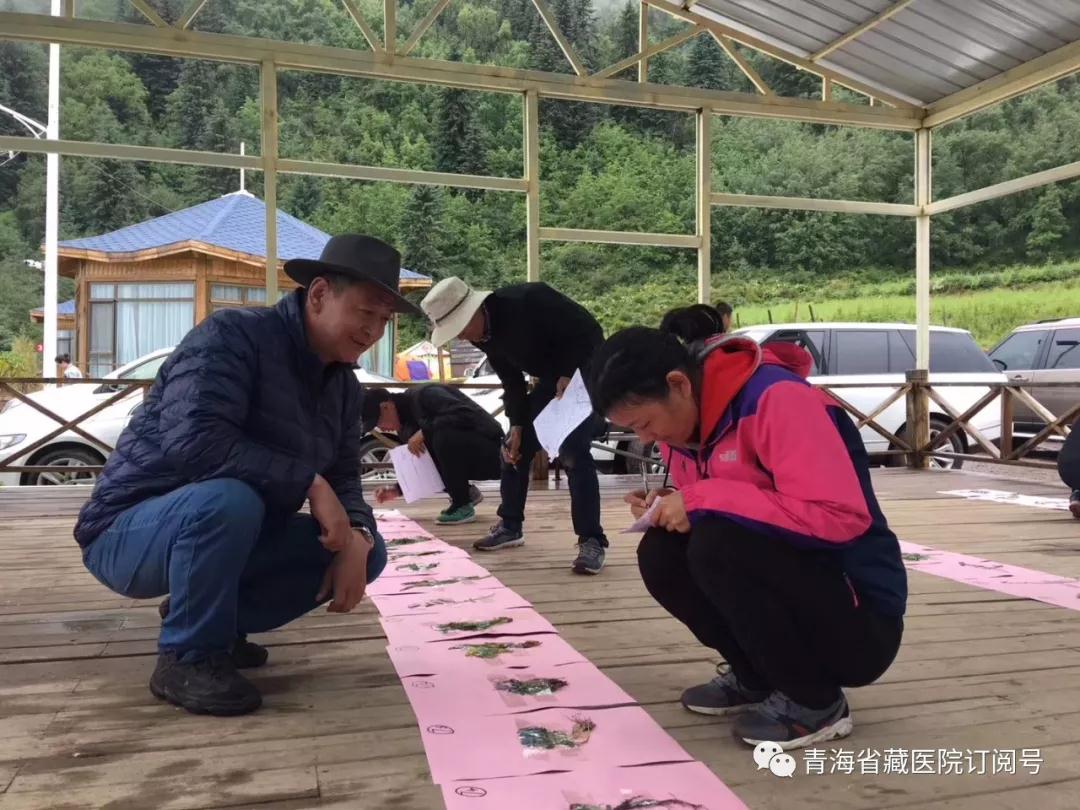 青海省藏医院2019年度藏医药专业技术人员藏药材野外实践教学活动在湟中群加举行(图6)